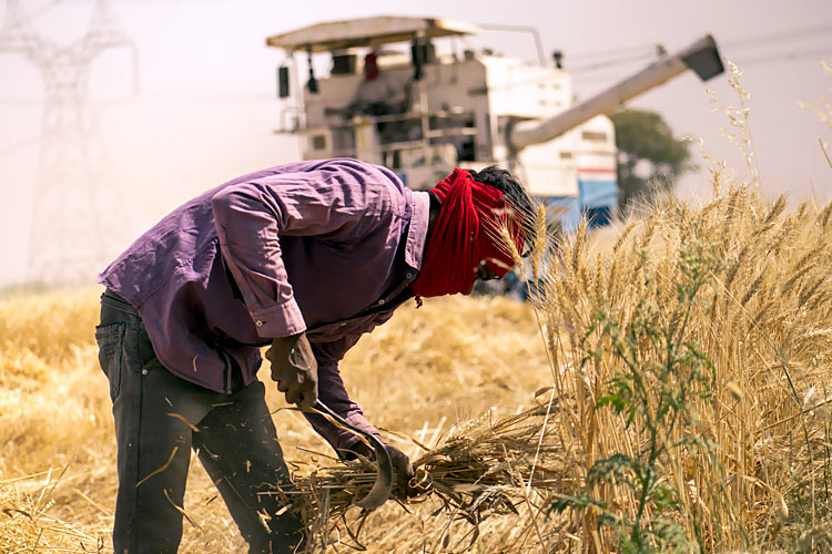 Farmer Working